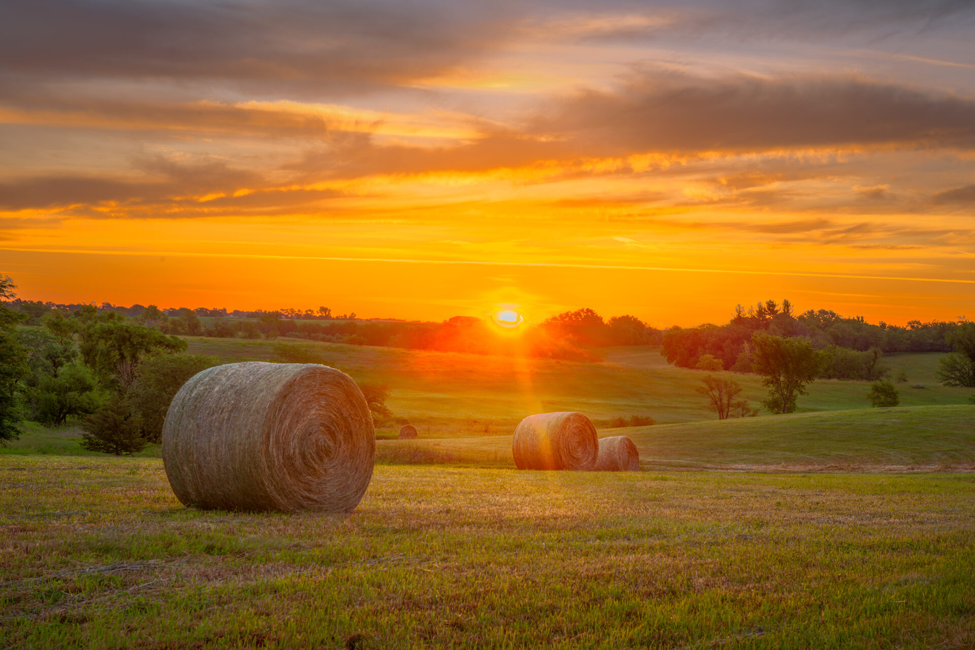 Sunlit fields near the Vedic Village community