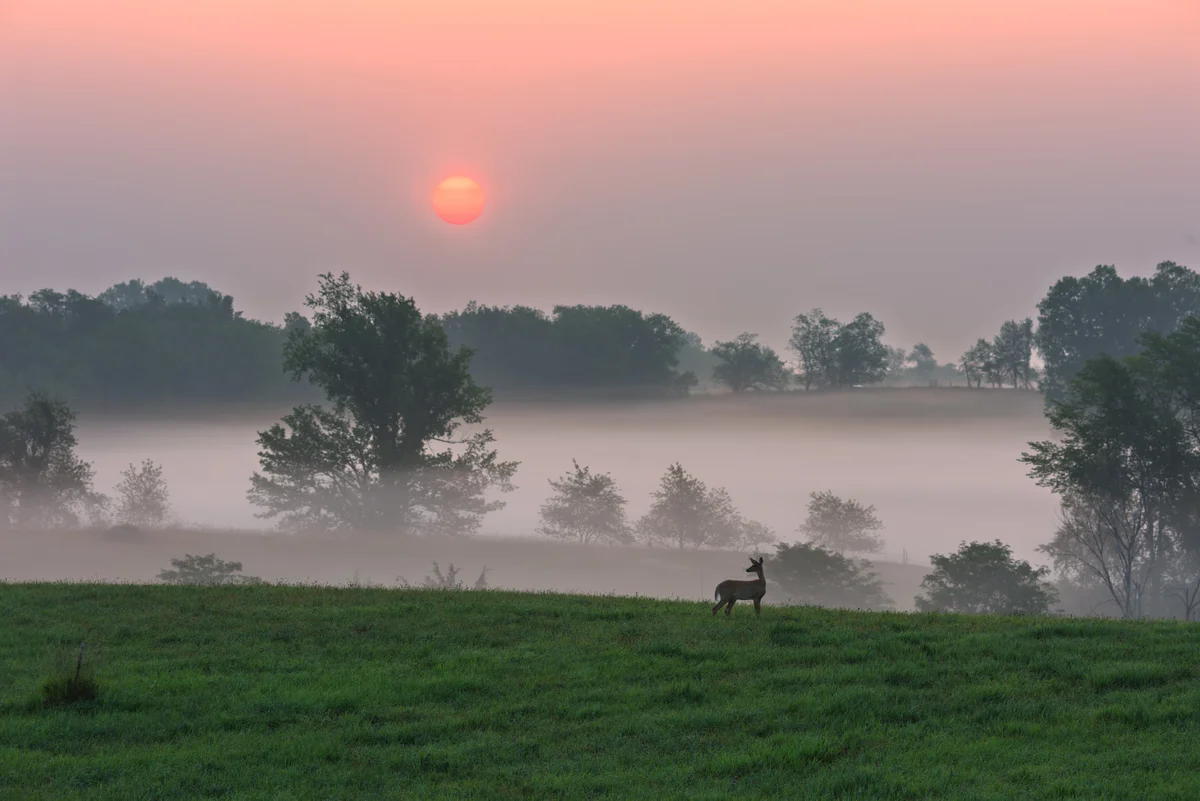Deer in a misty meadow at sunrise near Vedic Village